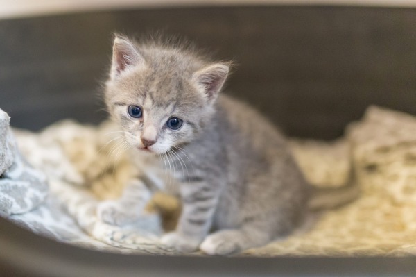 peppers grey kitten