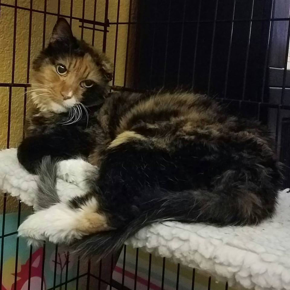 Senior cat barely escapes hoarding situation with her life... but look