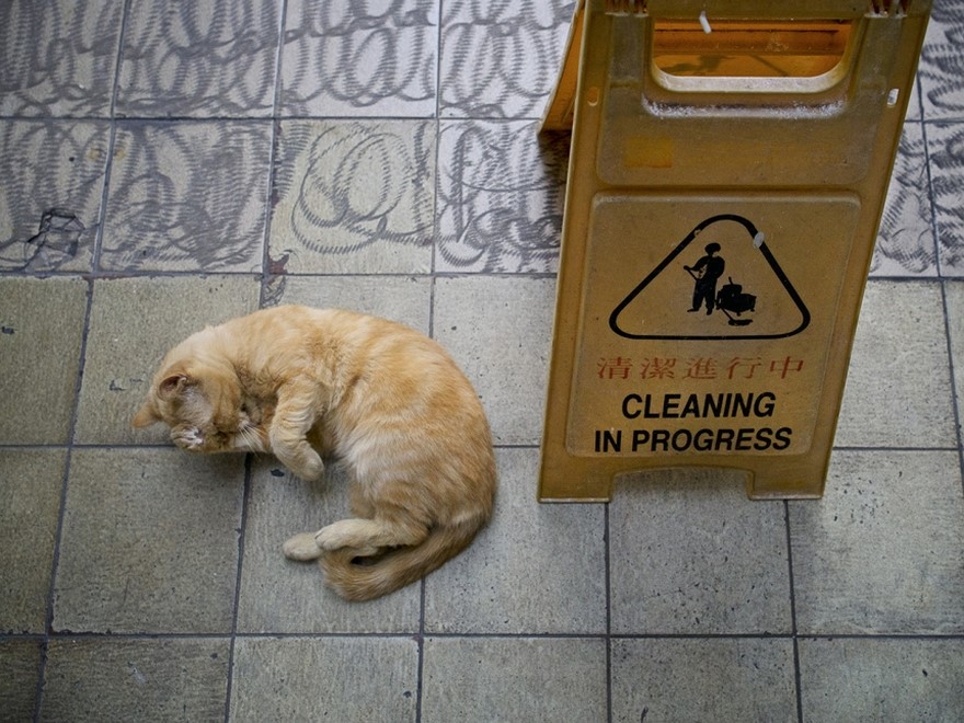 Wonderful pictures capture the secret lives of Hong Kong's shop cats