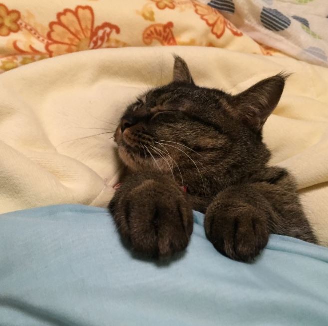 18 warm and cozy pictures of cats tucked in will make you never want to