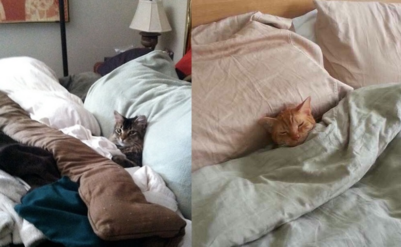 18 warm and cozy pictures of cats tucked in will make you never want to