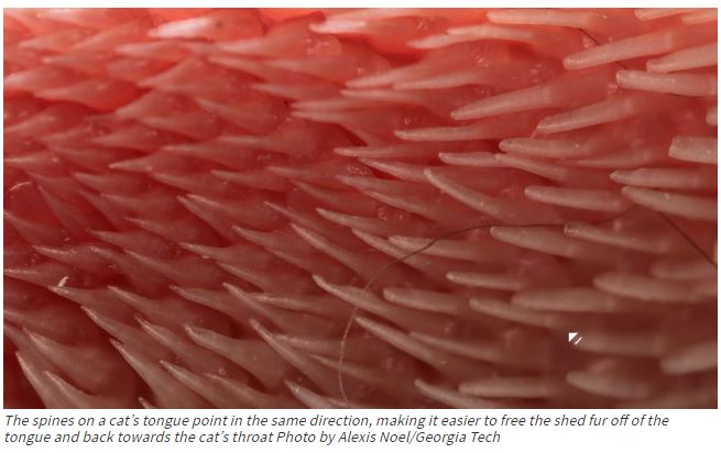 Why Do Cats Tongues Feel Like Sandpaper 