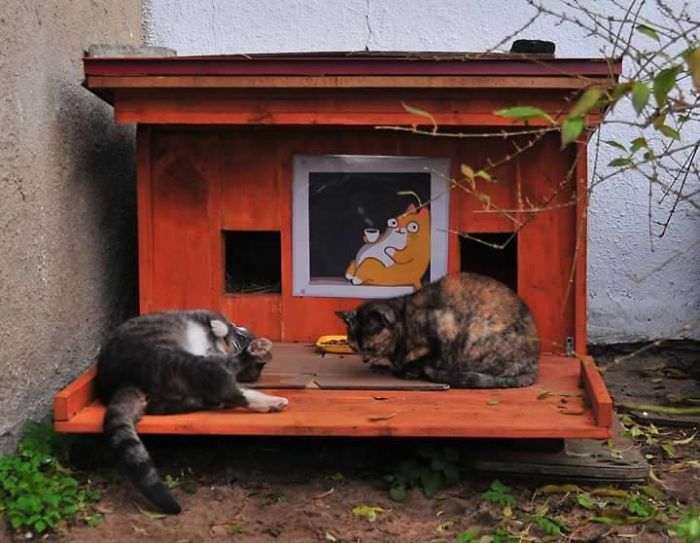 They built shelters for homeless cats to survive the winter, and the