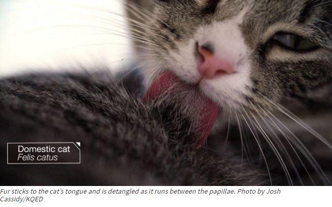 why-do-cats-tongues-feel-like-sandpaper
