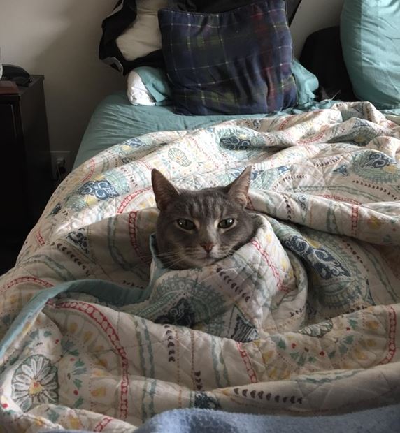18 warm and cozy pictures of cats tucked in will make you never want to