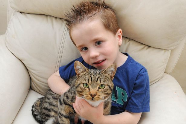 smudge the cat 3