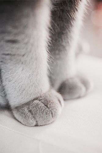 If you're having a bad day, just look at these kitty paws and you'll