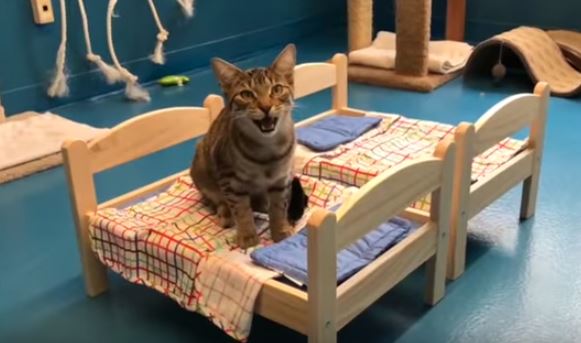 ikea toy cat