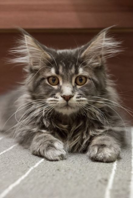 A gallery of Maine Coon kittens for you to freak out over