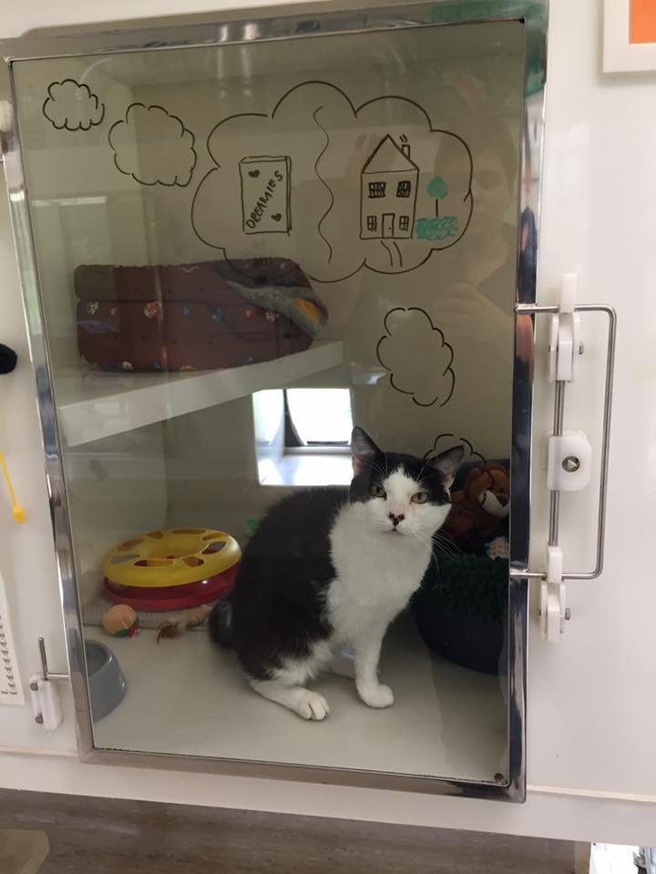shelter illustrates cat thoughts