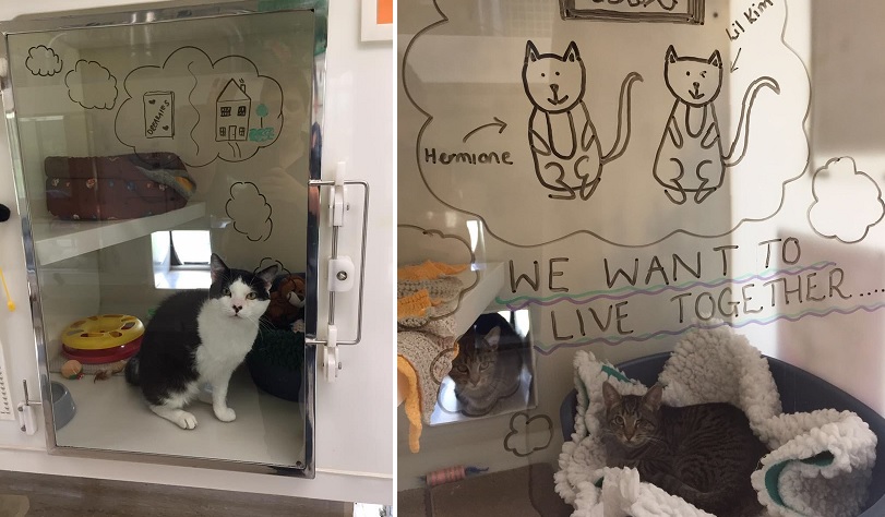 cat videos