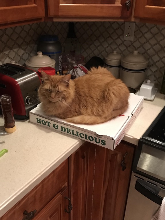 20 cats who love pizza more than you do