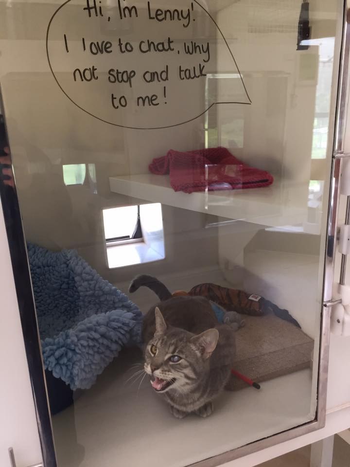 shelter illustrates cat thoughts 7