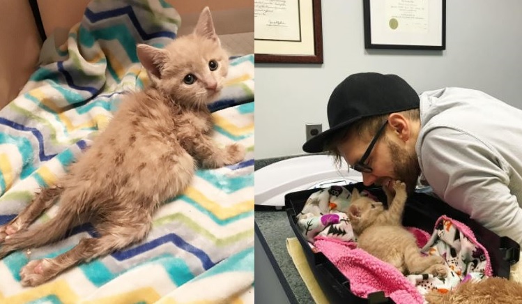 cat videos