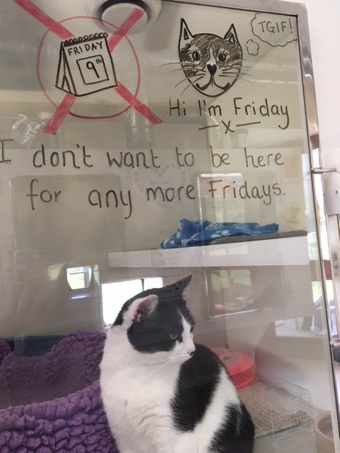 shelter illustrates cat thoughts 3