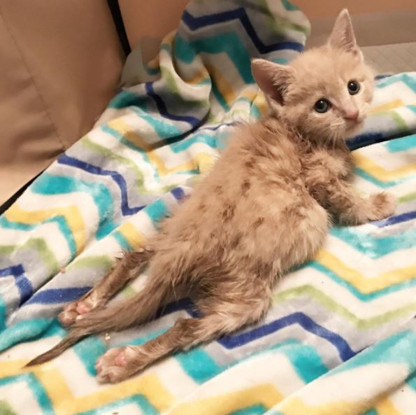 Paralyzed kitten gets first acupuncture treatment and the results are