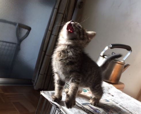 cat videos