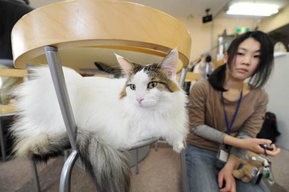 cats in the workplace japan