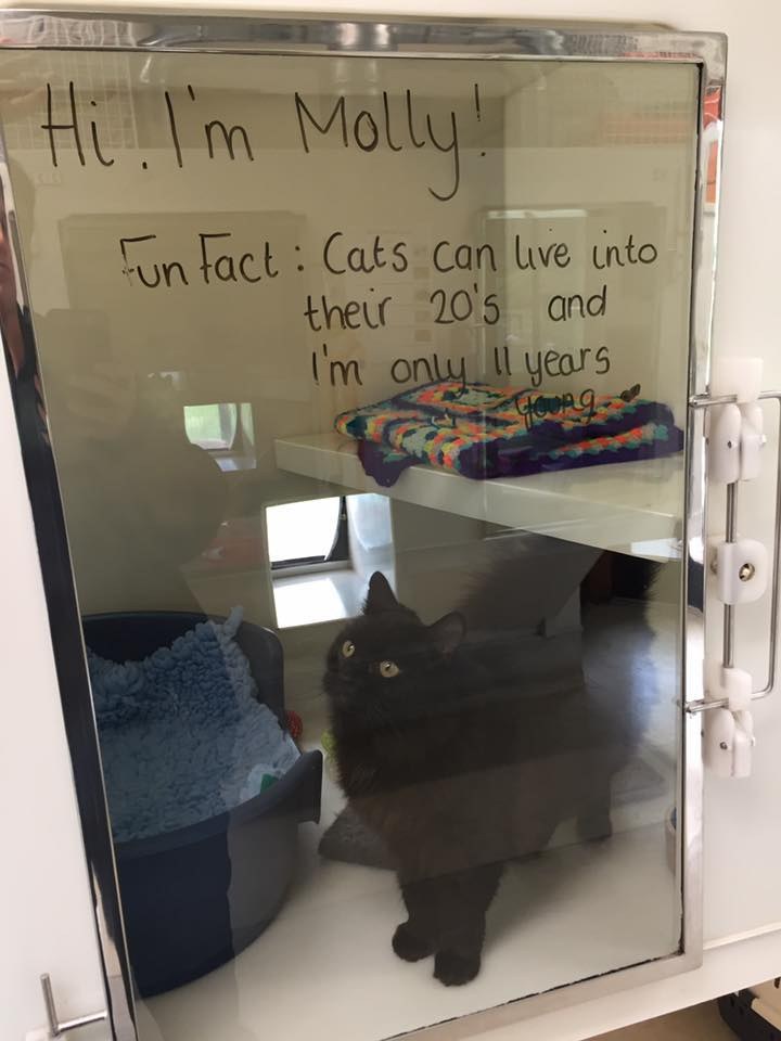 shelter illustrates cat thoughts 5