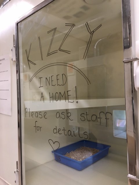 shelter illustrates cat thoughts 2