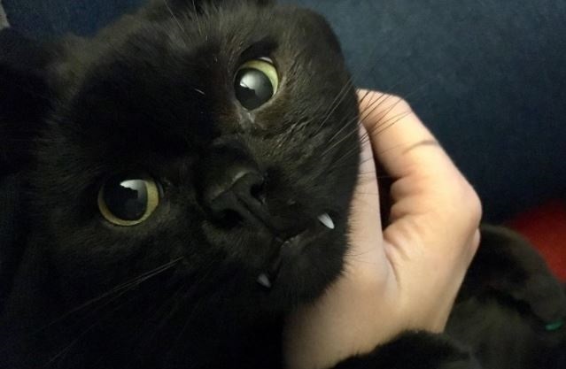 cat videos