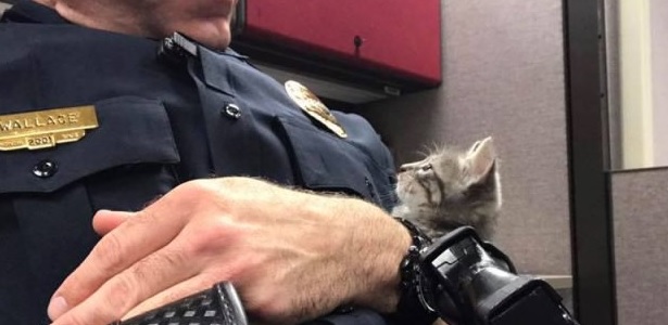 cat videos