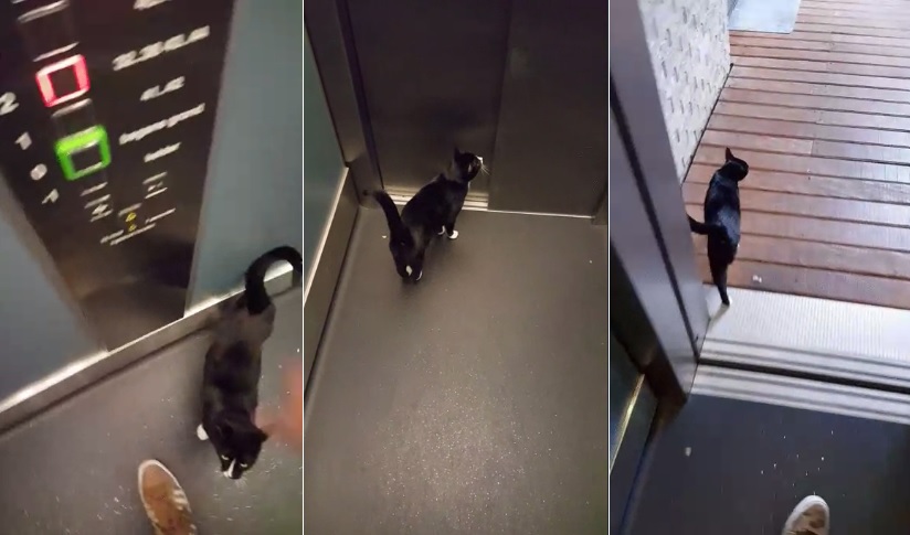 cat videos