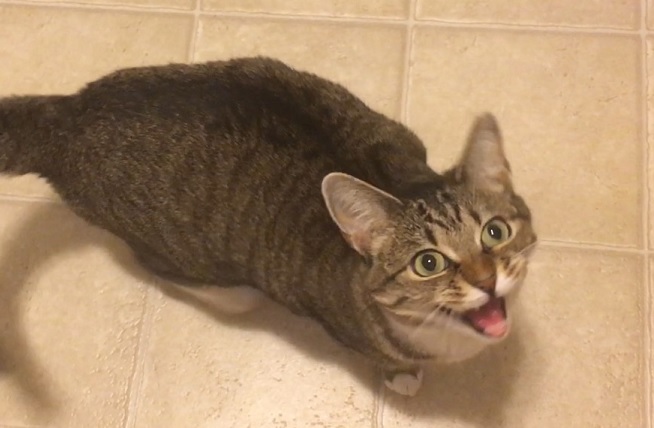 cat videos