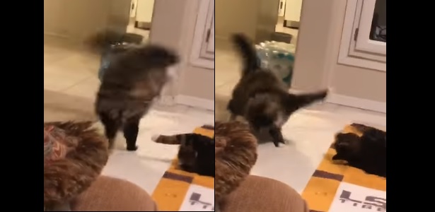 cat videos