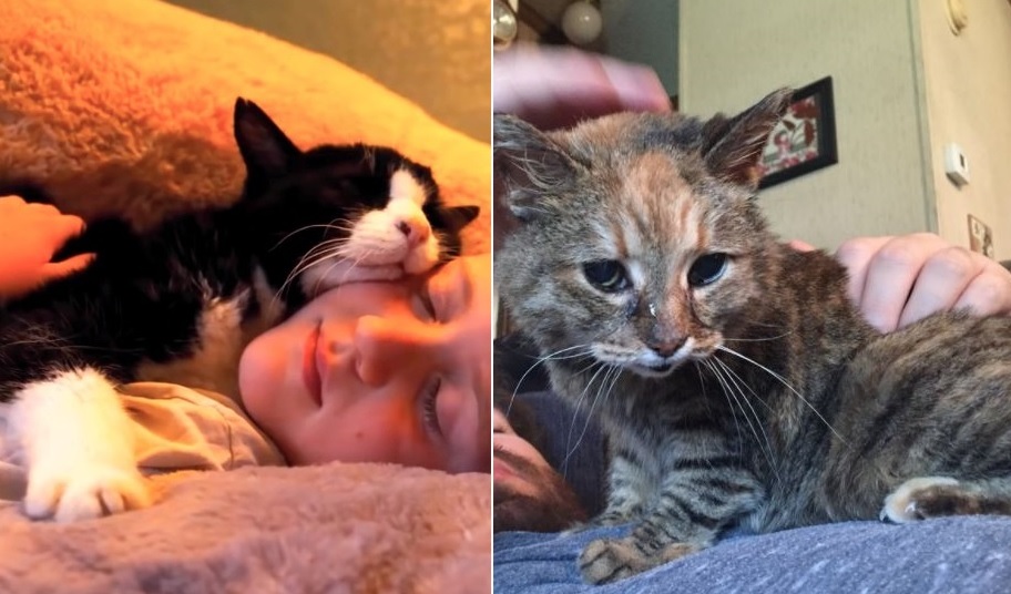 cat videos