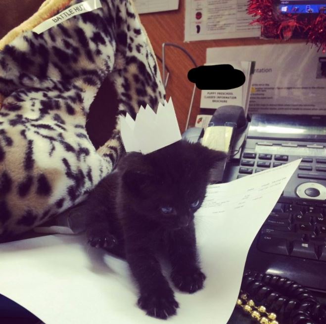 She got bored at work so she made tiny hats for tiny cats (Gallery)