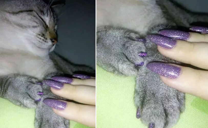 cat videos