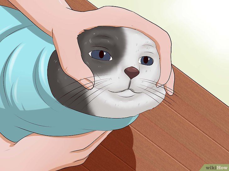 A hilarious and helpful guide to giving a cat a pill