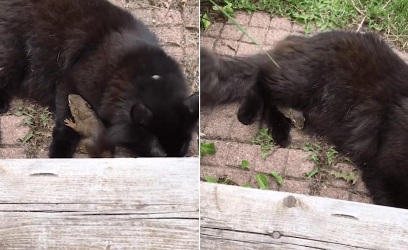cat videos