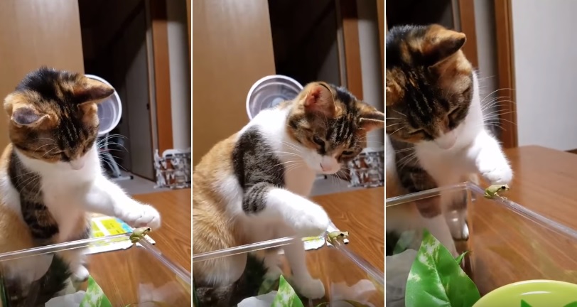 cat videos