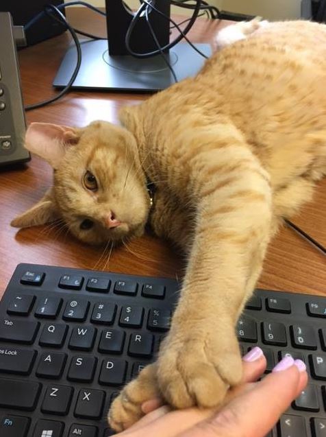 Cat supervisor of hotel is retiring after 7 wonderful years of service