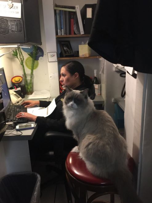 cat supervisor of hotel 10