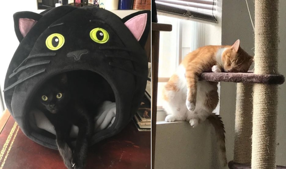 cat videos