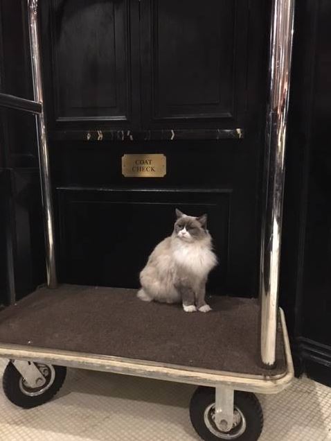 cat supervisor of hotel 12