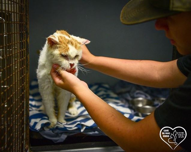 Shelter cat missing part of his nose is so happy someone adopted him!