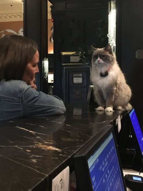 cat supervisor of hotel 2
