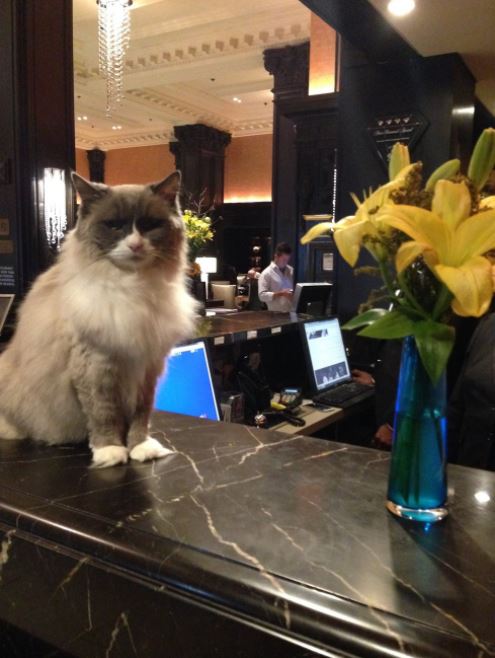cat supervisor of hotel 5