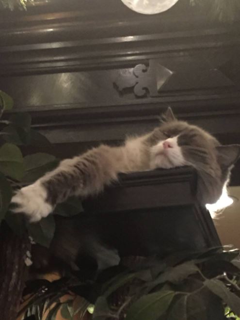 cat supervisor of hotel 8