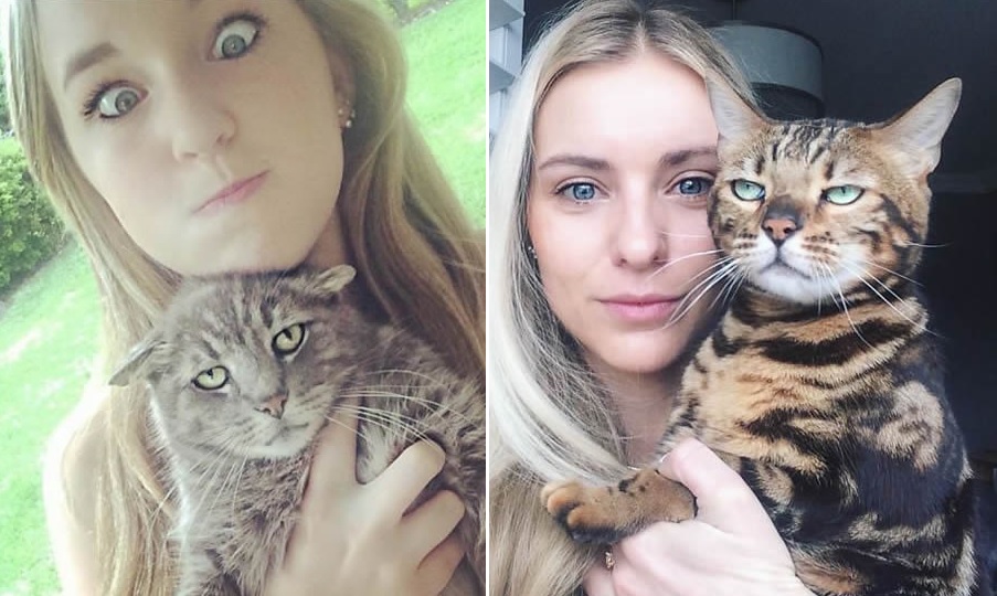 cat videos