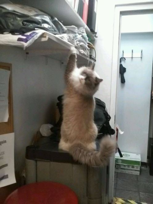 cat supervisor of hotel 9