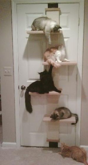 Found Some Cool Cat Stuff Catstairs