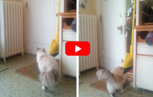 cat pictures