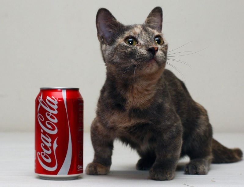 worlds smallest battle cat