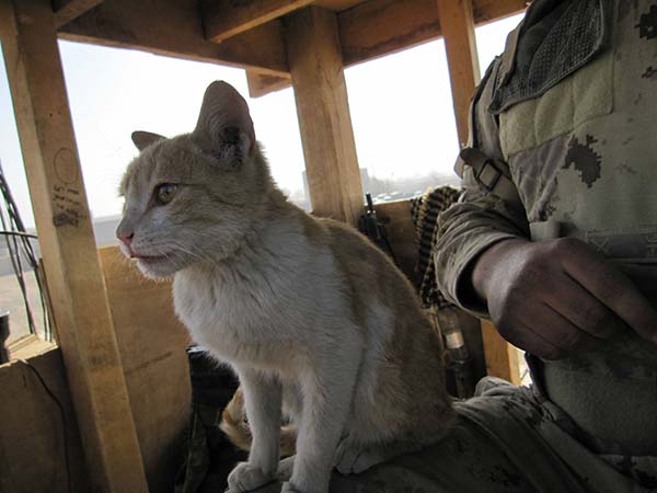 cat guards tower in Afghanistan