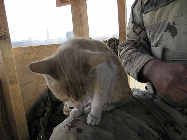 cat guards tower in Afghanistan